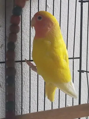 Birds0
