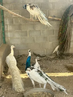 ازواج طاؤوس للبيع الوان مميزه و منتجه  وحاضنه للبيض