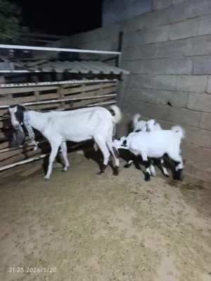 عنز حليب الله يبارك متاومة جدي وعناق. زليتن