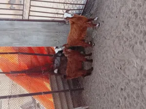 *نوع الحلال: تيوسه و صخلات *العدد:5 *العمر:ثلاث اشهر إلى خمس اشهور  *الصحه:ممتاز  *الأسنان:ممتازه