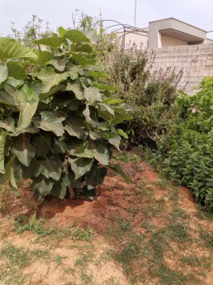 استراحة للبيع في بير التركي مساحة 1000م متر بالحوض السباحة والاستراحة مشطبة بالكامل