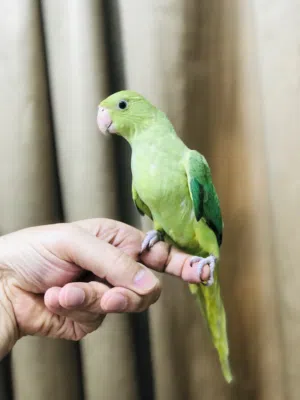 للبيع بيبي متوه هولندي ربوه مافيه عض عمر3 شهور