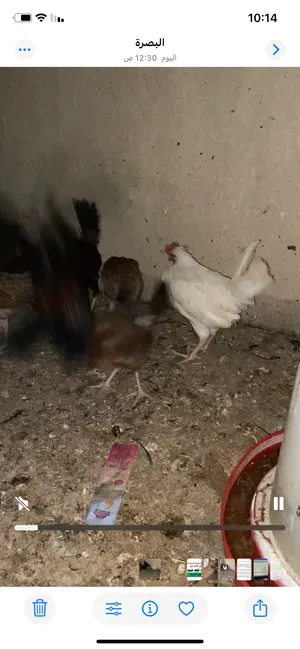 ديج افرك 3 اشهر ابيض طلك