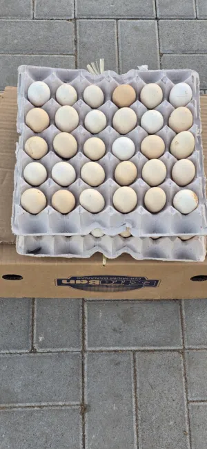 أبحث عن بيض عماني حال الاكل كميه كبيره