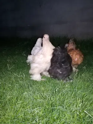 دجاج براهمي