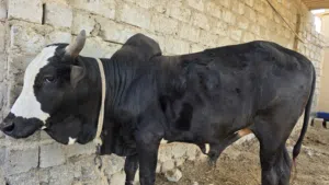 يوجد لدينا ثور اثيوبي للبيع