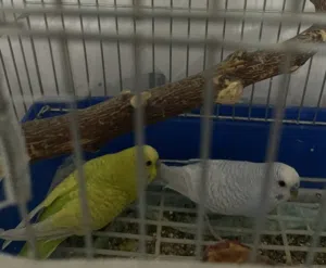 عصافير حب عدد 2