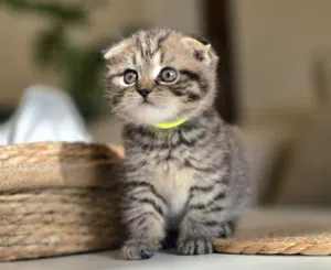 amazing cute Scottish fold short hair tabby