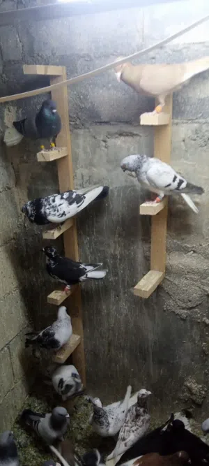 طيور حمام موعد