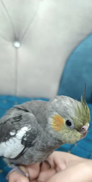 كوكتيل حبشي اليف طينه شوف وصف