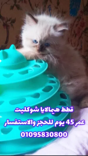 قطط هيمالايا 45 يوم