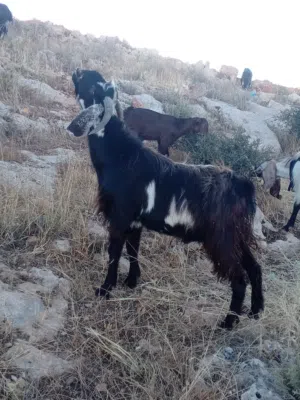 للبيع ثني ثلاث حبات من كل جال