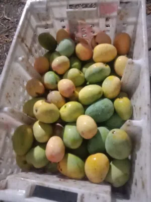 ليمون و حدال وهمبا ناضج اصفر للبيع