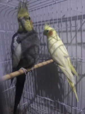 كوبيه اللـබ يبارك