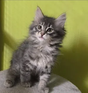 Norwegian forest kitten
