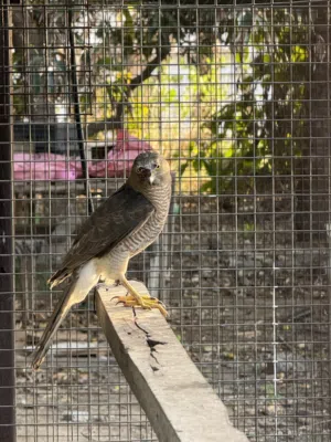 باز للبيع 25