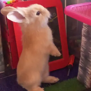 Rabbits2