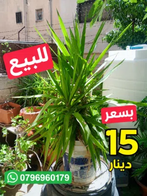 مجموعه رائعه للبيع المستعجل