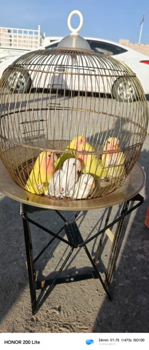 استماره بيع طيور روز محليات