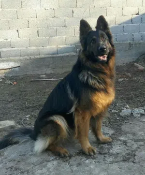 كلب جيرمن شبرد شون لاين للبيع Beautiful specifications