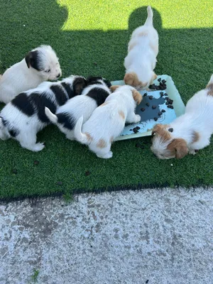 Shih Tzus1