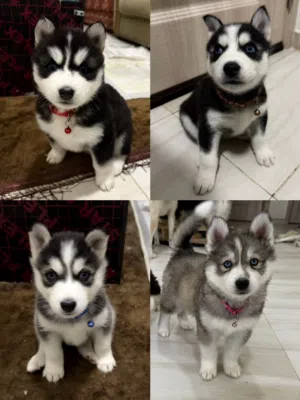 Purebred husky siberian for sale كلب هاسكي سيبيري أصيل للبيع