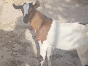 تيس للبيع  عمره 4 شهور تقريبا