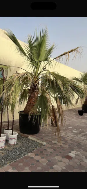 نخيل واشنطونيا Washingtonia Palm