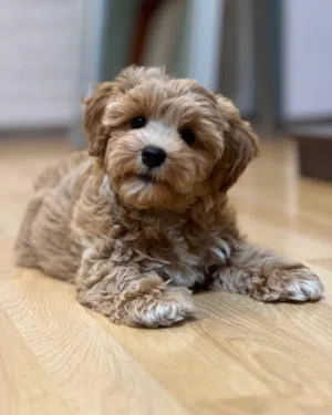 أجمل ولد مالتيبو عمر 50 يوم صحته ممتازه مستوي عالي جدا