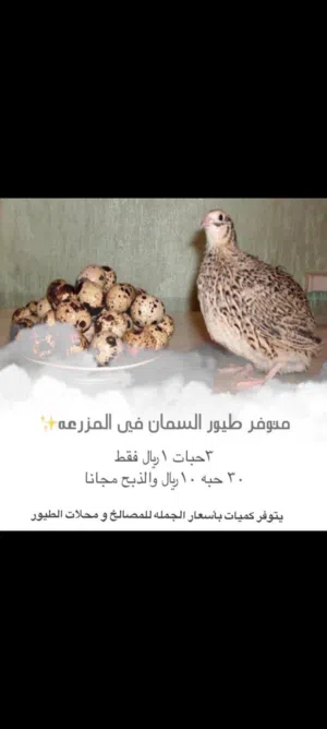 للبيع سمان