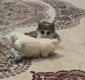 قطة للتبني