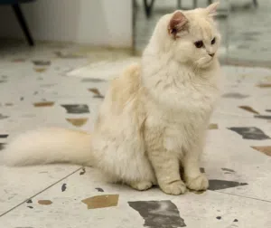 قطط  ذكر وانثى.  النوع شيرازي تركي