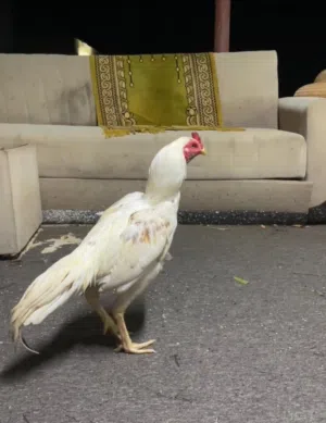 للبيع أو للبدل يطير اخر