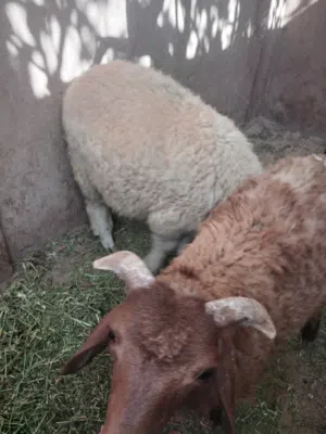 خرفان للبيع وطني