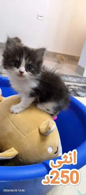 انثى و 3 ذكور شيرازي