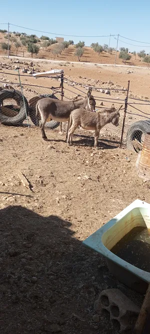 ‏حمير‏1