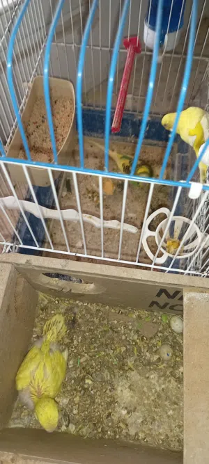 طيور حب للبيع او البدل على جوز كوكتيل شغال