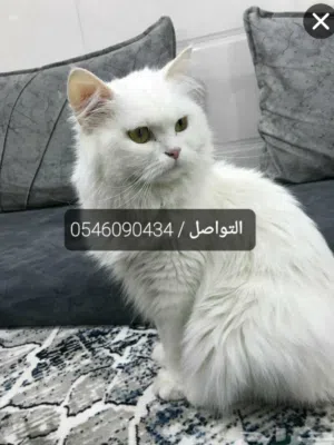 فندقه قطط و قطط الأنقاذ