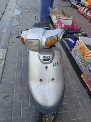 منغولي للبيع