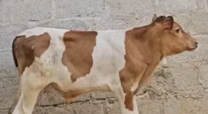 عجل ضفاري عمره6 شهور