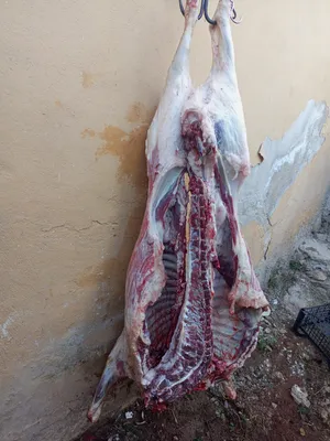 ‏غنم‏0