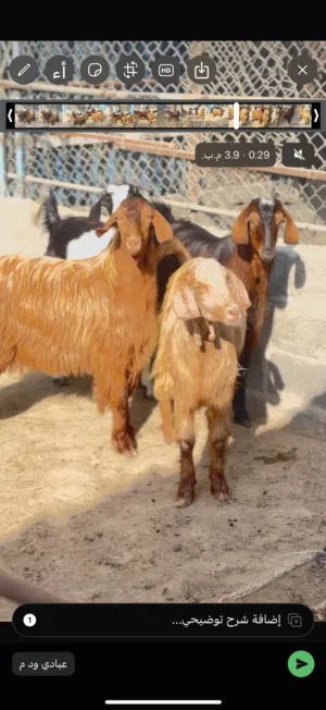 تيوس فول سمنه