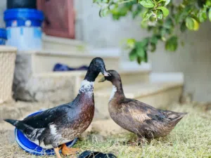 السلام عليكم بط للبيع دكر وانثي