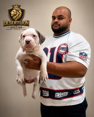 American bully xl