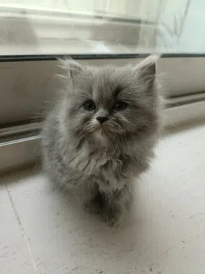 Adorable Female Persian Kitten – 1 Month Old – Fluffy Grey Coat