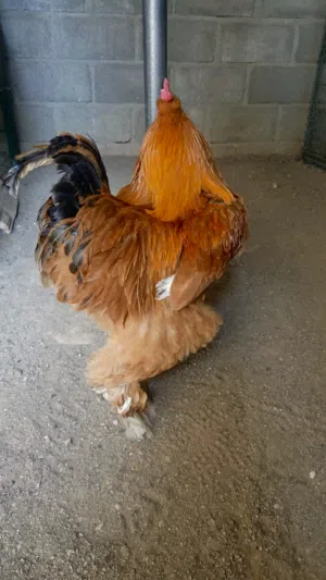 ديك فرنسي كوشن العملاق