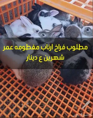 ‏أرانب‏0