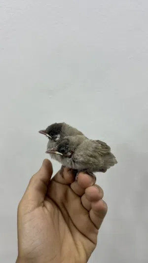 للبيع بلابيل صحه ونضافه