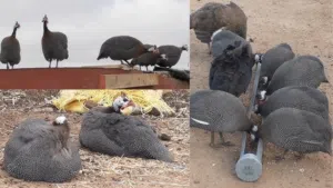طلب دجاج الحبشي كانجا