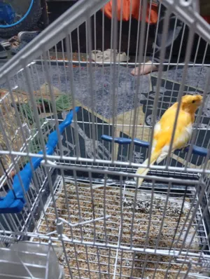 طير كناري للبيع بداعي السفر